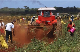  Việt Nam-Cuba thúc đẩy kinh tế-thương mại song phương
