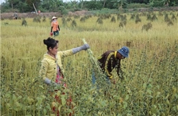 Giá mè cao, nông dân Đồng Tháp lãi lớn