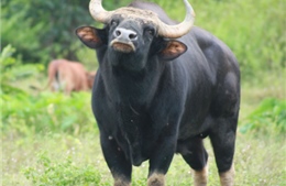 Xuất hiện bò rừng nghi là bò tót tại Phú Yên