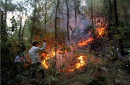 Nguy cơ cháy rừng cao ở Nam Trung bộ do thời tiết khô nóng