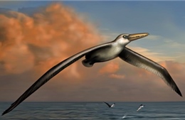 Phát hiện hóa thạch loài chim lớn nhất mọi thời đại