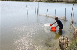  Thừa Thiên - Huế dành 709 tỷ đồng nuôi trồng thủy sản 