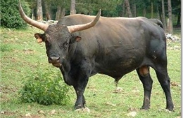 Cần sớm xác định bò lạ xuất hiện ở Phú Yên
