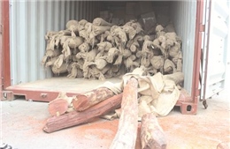 Tạm giữ 10 tấn gỗ quý không đảm bảo giấy tờ 