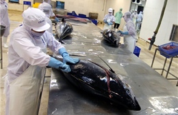 Sản xuất cá ngừ theo chuỗi giá trị 
