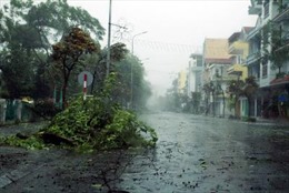 Bão số 2 quật đổ cây ở Quảng Ninh