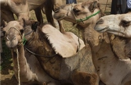 Phát hiện virus MERS-Cov tại chuồng lạc đà ở Saudi Arabia