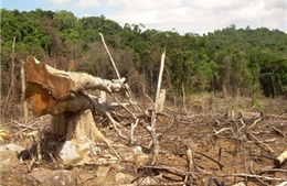 Khởi tố Phó Giám đốc thuê người… phá rừng 