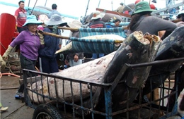 Phú Yên sản xuất cá ngừ theo chuỗi giá trị 