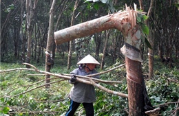 Kon Tum khuyến cáo người dân không tự ý phá bỏ cây cao su 