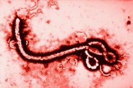 Người Việt tại Mozambique được cảnh báo về dịch Ebola 