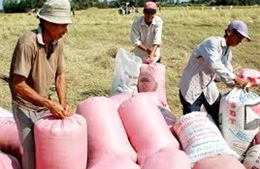 Khuyến cáo nông dân bán nhanh lúa tạm trữ