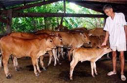 Thoát nghèo nhờ nuôi bò sinh sản
