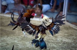 Bắt 94 đối tượng chọi gà ăn tiền tại Nghệ An