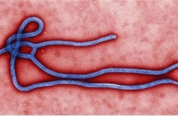 5 vi rút đáng sợ hơn Ebola 