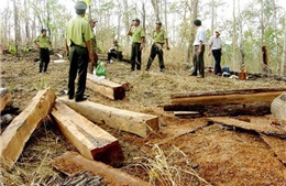 70 lâm tặc hành hung cán bộ bảo vệ rừng 