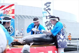 Tinh tế lễ hội cắt cá ngừ Nhật Bản