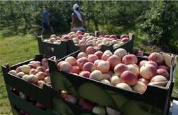 Nga: Lệnh cấm nhập khẩu nông sản, thực phẩm sẽ có lợi