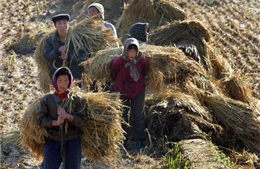 Triều Tiên tăng mạnh nhập khẩu gạo từ Trung Quốc 