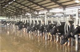 Phát triển chăn nuôi bò sữa theo hướng công nghiệp  