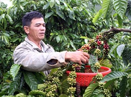 Cà phê Đắk Lắk đã có mặt ở 80 nước, vùng lãnh thổ 