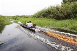 Cà Mau mở đập xả nước cứu rừng U Minh Hạ