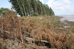 Lá chắn rừng ngập mặn đang suy giảm