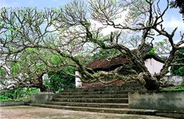 Công nhận hai cây đại là cây Di sản Việt Nam