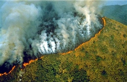 Gia tăng tình trạng phá rừng Amazon 