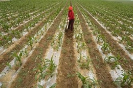 Cơn sốt mua đất nông nghiệp nước ngoài của các nước Arập