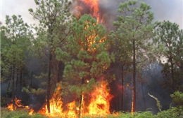 Cháy rừng Indonesia gây ô nhiễm Singapore