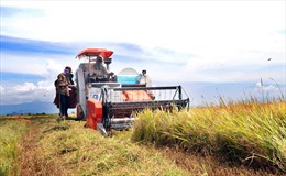 Khuyến cáo nông dân không bán lúa để tránh bị ép giá 