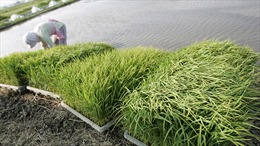 Khó khăn “giải tiếng oan” nhiễm xạ cho gạo Fukushima