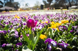 Canberra rực rỡ hội hoa lớn nhất Nam bán cầu