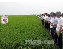 Tái cơ cấu ngành trồng trọt từ lúa gạo