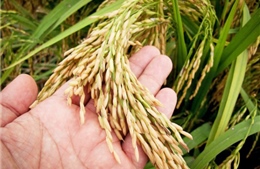 Việt Nam giành giải thưởng về tạo giống lúa 