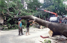 Mưa lớn làm nhiều cây xanh bật gốc