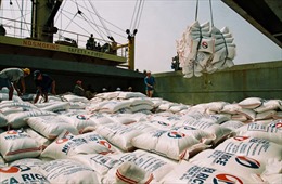 Xuất khẩu gạo năm 2015 sẽ khó khăn
