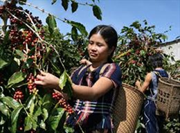 Các tỉnh Tây Nguyên chủ động thu hoạch cà phê 