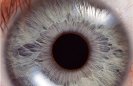 Tế bào gốc giúp ngăn chặn suy giảm thị lực
