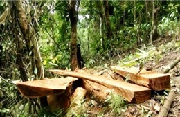 Bắt nhóm đối tượng trộm 52 cây gỗ quý tại Bù Đốp, Bình Phước