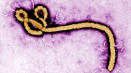 Anh - Mỹ cảnh báo Ebola có thể trở thành đại họa 