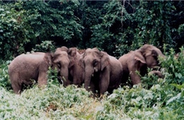Hà Tĩnh: Đẩy đuổi và bảo vệ voi rừng 