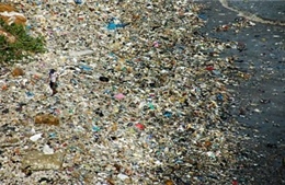 1,5 triệu động vật trên đại dương chết vì rác nhựa mỗi năm 