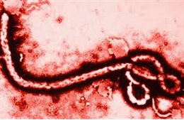 Mali xác nhận trường hợp nhiễm Ebola đầu tiên 