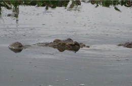 Tìm kiếm cá sấu sổng vào hồ Trị An 