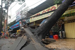 Mưa giông quật đổ cây la liệt Sài Gòn 
