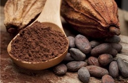 Flavanols trong cacao cải thiện suy giảm trí nhớ