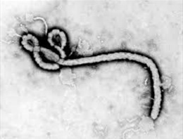 Bệnh nhân Việt nghi nhiễm Ebola chỉ mắc sốt rét