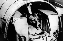 Chú chó Laika - sinh vật sống đầu tiên bay vào vũ trụ